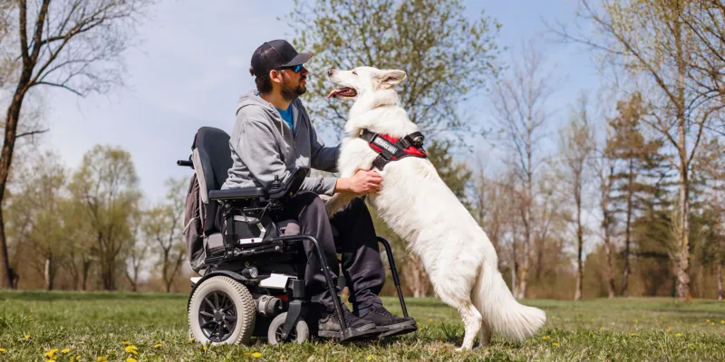 A man in a motorized wheelchair sits on grass, smiling as a large white service dog with a red harness stands on its hind legs, placing its front paws on his lap in a park with trees and yellow flowers.