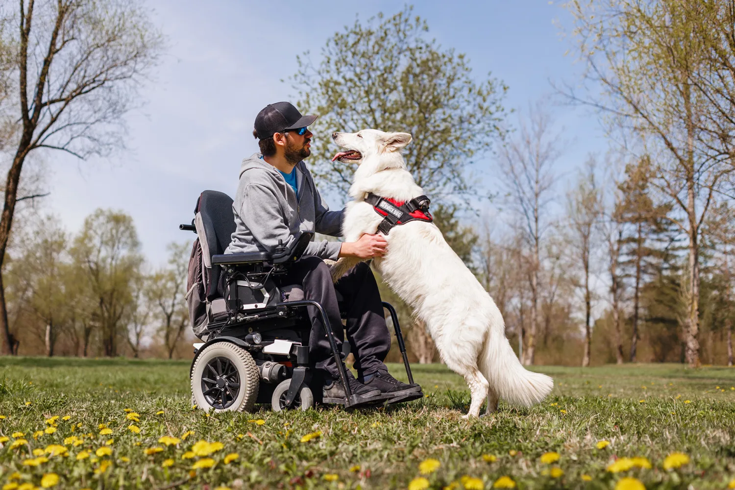 A man in a motorized wheelchair sits on grass, smiling as a large white service dog with a red harness stands on its hind legs, placing its front paws on his lap in a park with trees and yellow flowers.