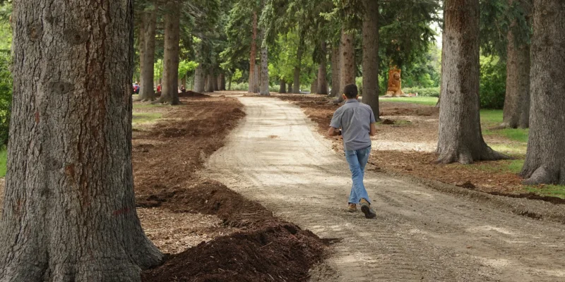 A person walks down a newly made dirt path lined with tall trees in a park, with fresh mulch along the edges and greenery in the background.