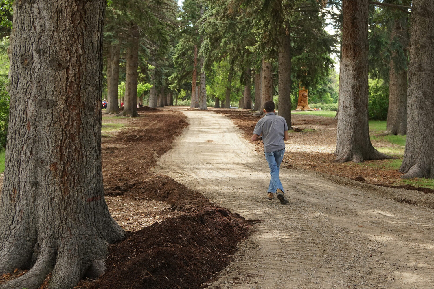 A person walks down a newly made dirt path lined with tall trees in a park, with fresh mulch along the edges and greenery in the background.